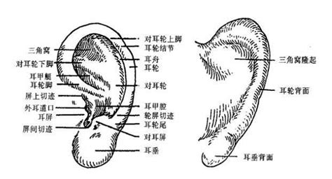 耳骨 面相